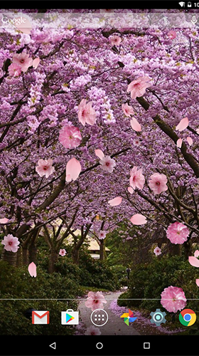 Скріншот Sakura by luyulin. Скачати живі шпалери на Андроїд планшети і телефони.