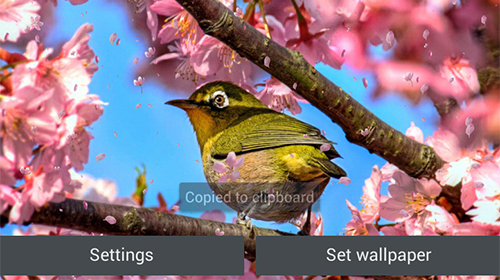 Écrans de Sakura garden pour tablette et téléphone Android.