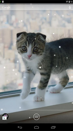 Baixe o papeis de parede animados Scottish fold cat para Android gratuitamente. Obtenha a versao completa do aplicativo apk para Android Gato Scottish Fold para tablet e celular.