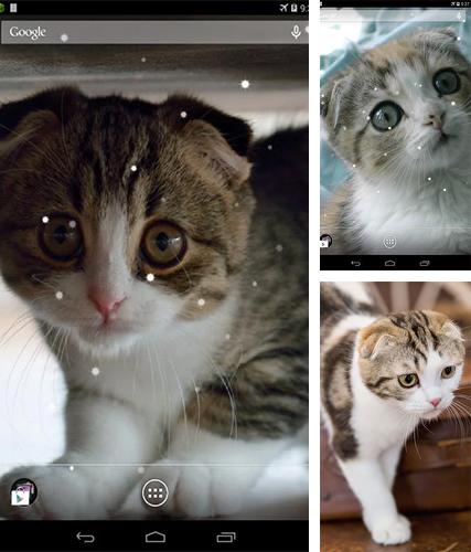 Descarga gratuita fondos de pantalla animados Gato escocés para Android. Consigue la versión completa de la aplicación apk de Scottish fold cat para tabletas y teléfonos Android.