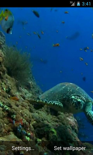 Sea turtle - бесплатно скачать живые обои на Андроид телефон или планшет.