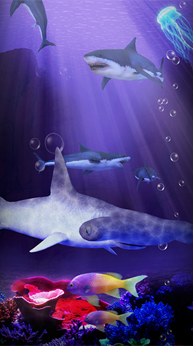 Shark aquarium für Android spielen. Live Wallpaper Hai-Aquarium kostenloser Download.