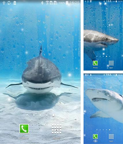 Kostenloses Android-Live Wallpaper Hai. Vollversion der Android-apk-App Shark by KKPICTURE für Tablets und Telefone.