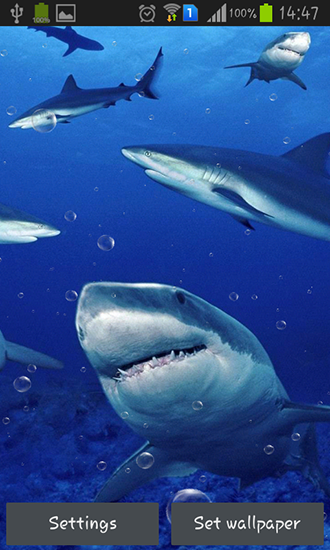 Sharks - скачать бесплатно живые обои для Андроид на рабочий стол.