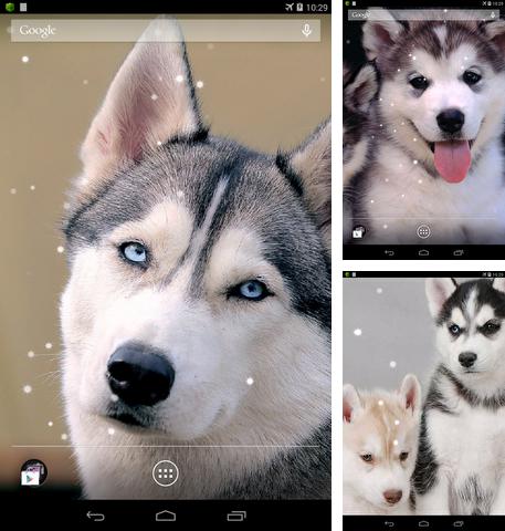 Kostenloses Android-Live Wallpaper Sibirischer Husky . Vollversion der Android-apk-App Siberian husky für Tablets und Telefone.