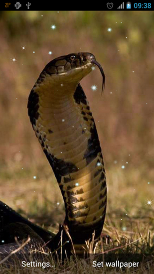 Download livewallpaper Snake for Android. Get full version of Android apk livewallpaper Snake for tablet and phone.