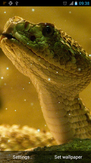 Fondos de pantalla animados a Snake para Android. Descarga gratuita fondos de pantalla animados Serpiente.