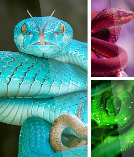 Download live wallpaper Snake by Premium Developer for Android. Get full version of Android apk livewallpaper Snake by Premium Developer for tablet and phone.
