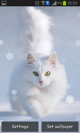 Snow cats