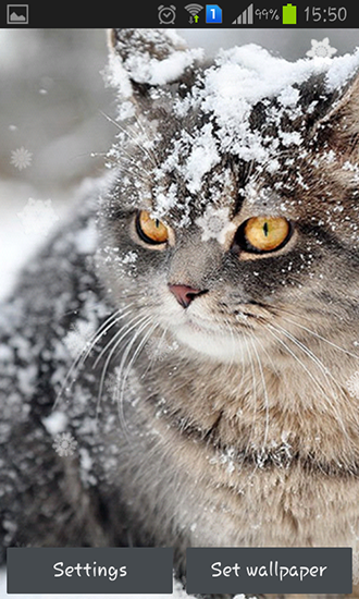 Snow cats für Android spielen. Live Wallpaper Schneekatzen kostenloser Download.