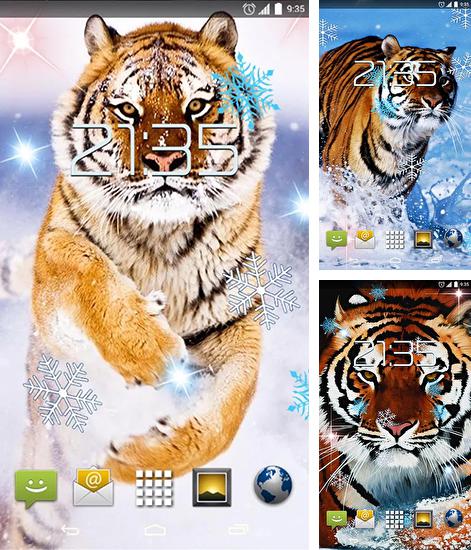 Alem do papel de parede animado Brilhante para telefones e tablets Android, voce tambem pode baixar Tigre da neve, Snow tiger gratuitamente.
