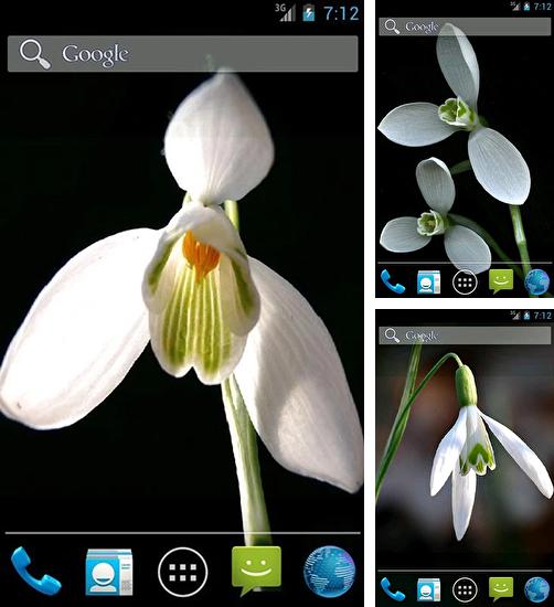 Además de fondo de pantalla animados Corazones de diamantes   para teléfonos y tabletas Android, también puedes descargarte gratis Snowdrops by Wpstar.
