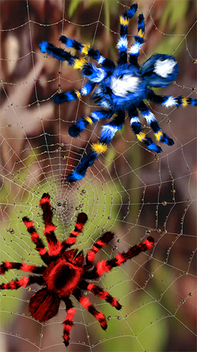 Spider by Cosmic Mobile Wallpapers für Android spielen. Live Wallpaper Spinne kostenloser Download.