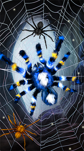Скриншот Spider by Cosmic Mobile Wallpapers. Скачать живые обои на Андроид планшеты и телефоны.