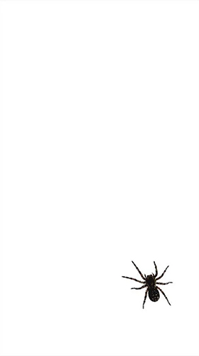 Spider by villeHugh - бесплатно скачать живые обои на Андроид телефон или планшет.