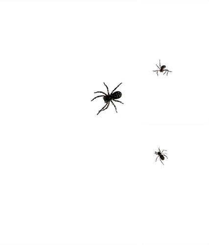 Spider by villeHugh - бесплатно скачать живые обои на Андроид телефон или планшет.