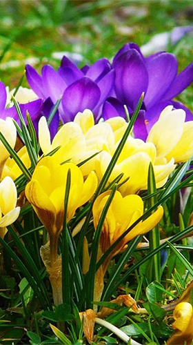 Screenshots of the Spring crocus for Android tablet, phone.