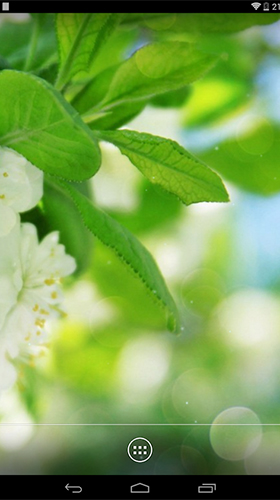Descarga gratuita fondos de pantalla animados Flores de primavera  para Android. Consigue la versión completa de la aplicación apk de Spring flowers by orchid para tabletas y teléfonos Android.