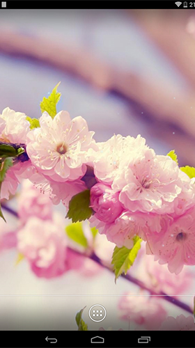 Скриншот Spring flowers by orchid. Скачать живые обои на Андроид планшеты и телефоны.