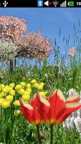 Fondos de pantalla animados a Spring flowers by SoundOfSource para Android. Descarga gratuita fondos de pantalla animados Flores de primavera .