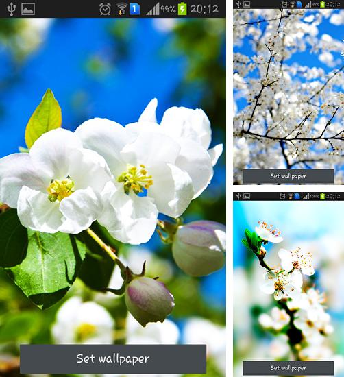 Download live wallpaper Spring is coming for Android. Get full version of Android apk livewallpaper Spring is coming for tablet and phone.