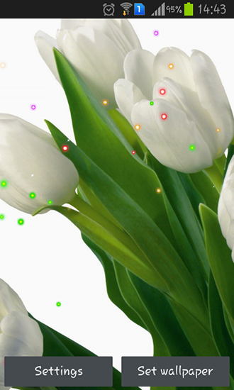 Kostenloses Android-Live Wallpaper Frühlingslinien und Tulpen. Vollversion der Android-apk-App Springs lilie and tulips für Tablets und Telefone.