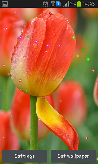 Springs lilie and tulips für Android spielen. Live Wallpaper Frühlingslinien und Tulpen kostenloser Download.