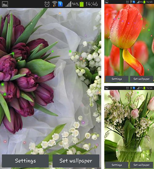 Kostenloses Android-Live Wallpaper Frühlingslinien und Tulpen. Vollversion der Android-apk-App Springs lilie and tulips für Tablets und Telefone.