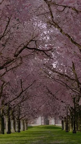 Spring Sakura Trees - безкоштовно скачати живі шпалери на Андроїд телефон або планшет.