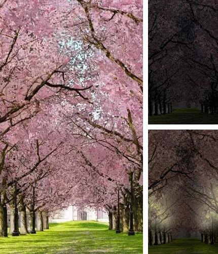 Spring Sakura Trees
