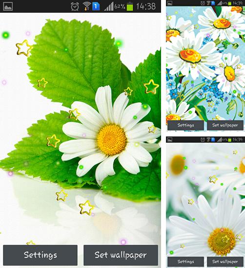 Kostenloses Android-Live Wallpaper Sommerliche Gänseblümchen. Vollversion der Android-apk-App Summer camomile für Tablets und Telefone.