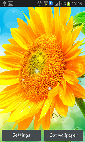 Sunflower by Creative factory wallpapers - бесплатно скачать живые обои на Андроид телефон или планшет.