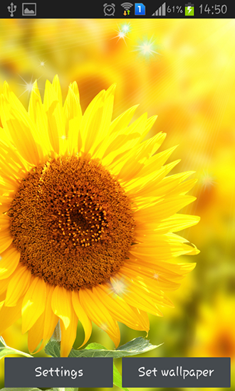 Sunflower by Creative factory wallpapers für Android spielen. Live Wallpaper Sonnenblumen kostenloser Download.