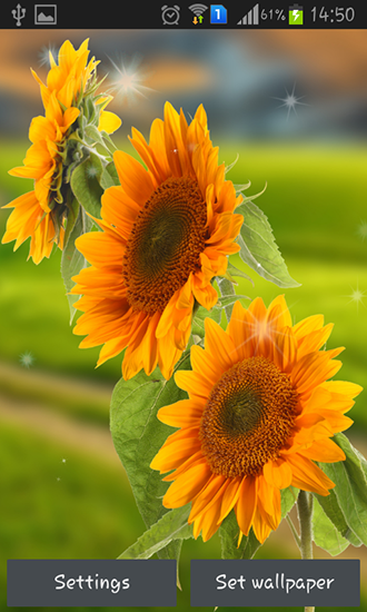 Écrans de Sunflower by Creative factory wallpapers pour tablette et téléphone Android.