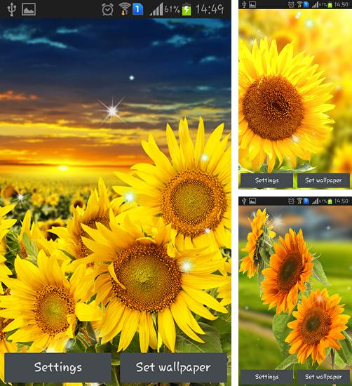 In addition to live wallpaper Funny blue dog for Android phones and tablets, you can also download Sunflower by Creative factory wallpapers for free.