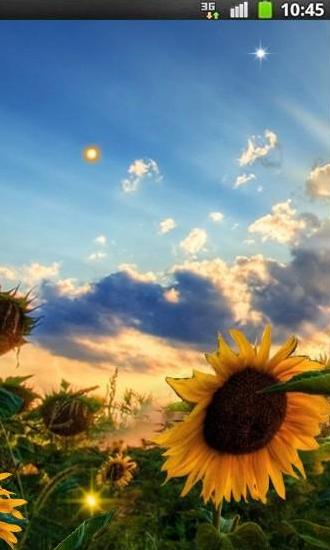 Скриншот Sunflower sunset. Скачать живые обои на Андроид планшеты и телефоны.