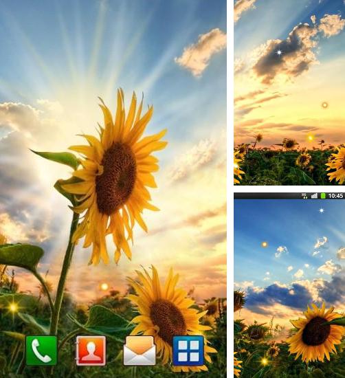 Descarga gratuita fondos de pantalla animados Girasoles en la puesta del sol para Android. Consigue la versión completa de la aplicación apk de Sunflower sunset para tabletas y teléfonos Android.