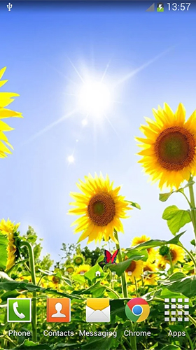 Sunflowers - бесплатно скачать живые обои на Андроид телефон или планшет.
