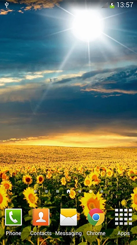 Sunflowers - скачати безкоштовно живі шпалери для Андроїд на робочий стіл.