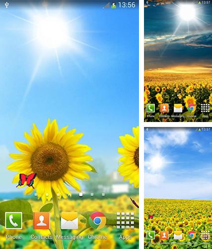 Kostenloses Android-Live Wallpaper Sonnenblumen. Vollversion der Android-apk-App Sunflowers für Tablets und Telefone.