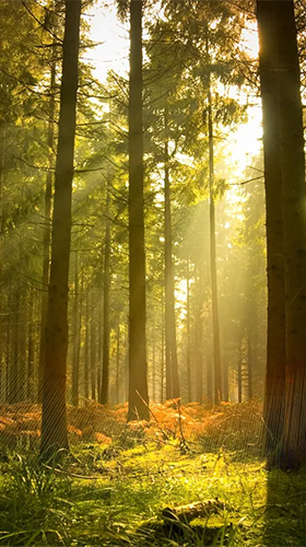 Screenshots of the Sunny forest for Android tablet, phone.