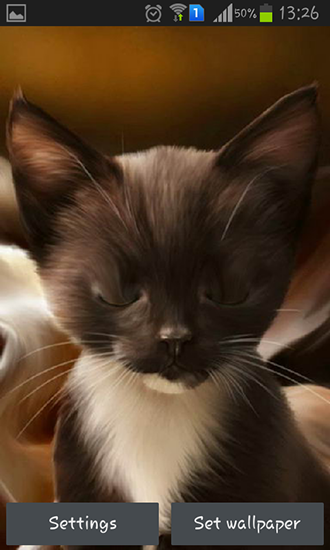 Surprised kitty用 Android 無料ゲームをダウンロードします。 タブレットおよび携帯電話用のフルバージョンの Android APK アプリびっくりした子猫を取得します。