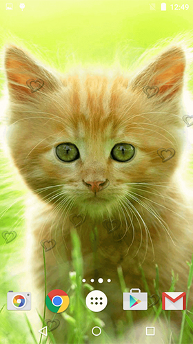 Сute kittens - безкоштовно скачати живі шпалери на Андроїд телефон або планшет.