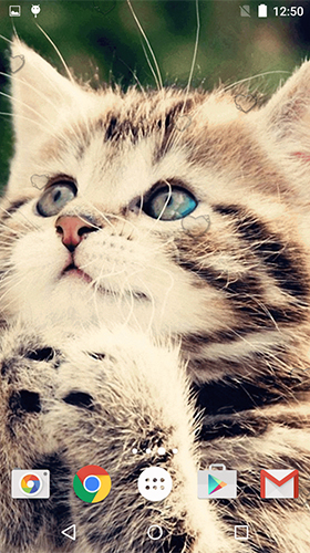 Сute kittens - скріншот живих шпалер для Android.