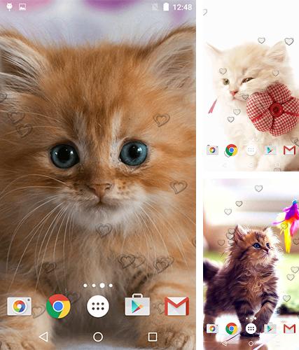 Download live wallpaper Сute kittens for Android. Get full version of Android apk livewallpaper Сute kittens for tablet and phone.