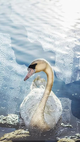 Swans - безкоштовно скачати живі шпалери на Андроїд телефон або планшет.