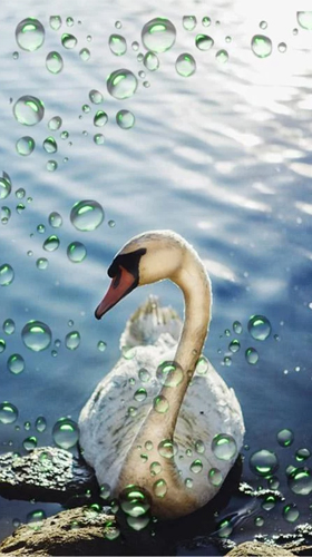 Download Swans - livewallpaper for Android. Swans apk - free download.