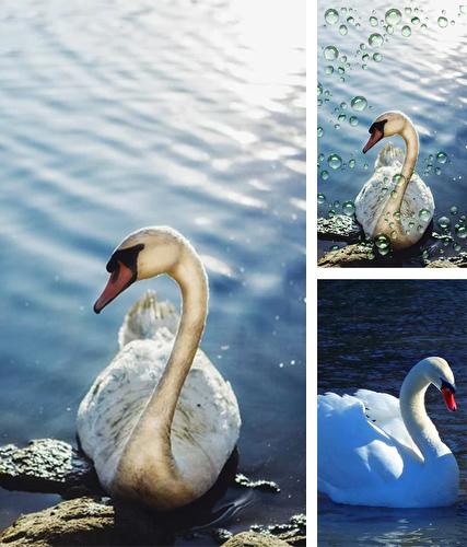 Download live wallpaper Swans for Android. Get full version of Android apk livewallpaper Swans for tablet and phone.