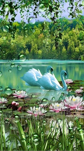 Swans and lilies - бесплатно скачать живые обои на Андроид телефон или планшет.