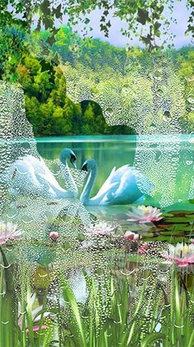 Swans and lilies - скачати безкоштовно живі шпалери для Андроїд на робочий стіл.